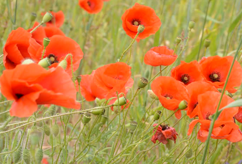 Мак - полски (Papaver)