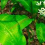 Левурдата (Allium ursinum)