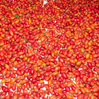 Сушене на шипки (Rosa canina)
